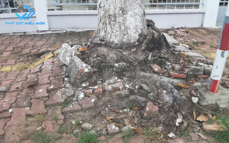 Cây xanh có rễ nổi làm phá kết cấu vỉa hè 